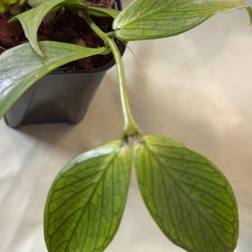 Photo of the plant species Fishtail Hoya by @Sarahsmile named Figyonce on Greg, the plant care app