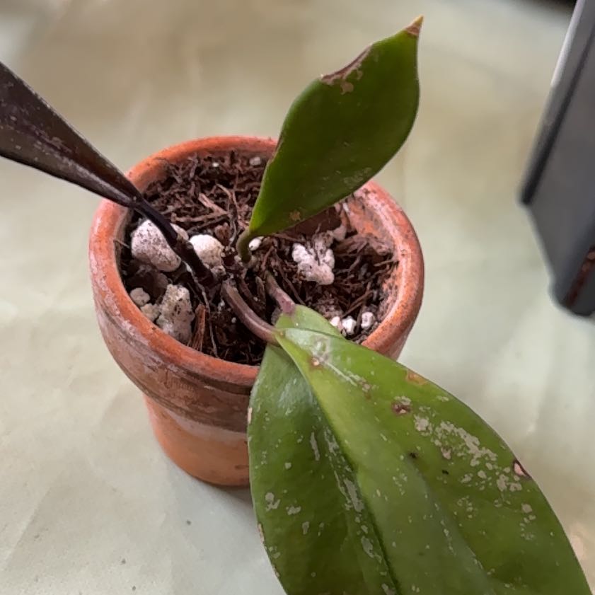 Photo of the plant species Hoya AH-074 by @Sarahsmile named Taylor Swift on Greg, the plant care app