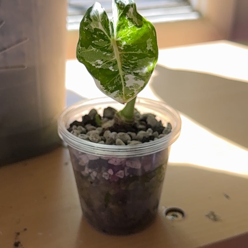 Photo of the plant species Alocacia Frydek Variagated by @Sarahsmile named Huckleberry Fern on Greg, the plant care app