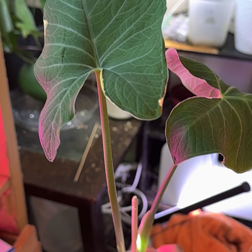 Photo of the plant species Mickey Mouse Taro by @Sarahsmile named Nithin on Greg, the plant care app