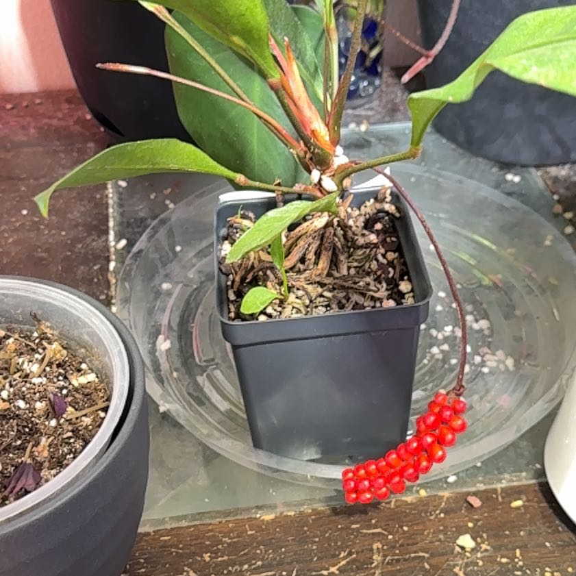 Photo of the plant species Anthurium longiusculum by @Sarahsmile named Kobe on Greg, the plant care app