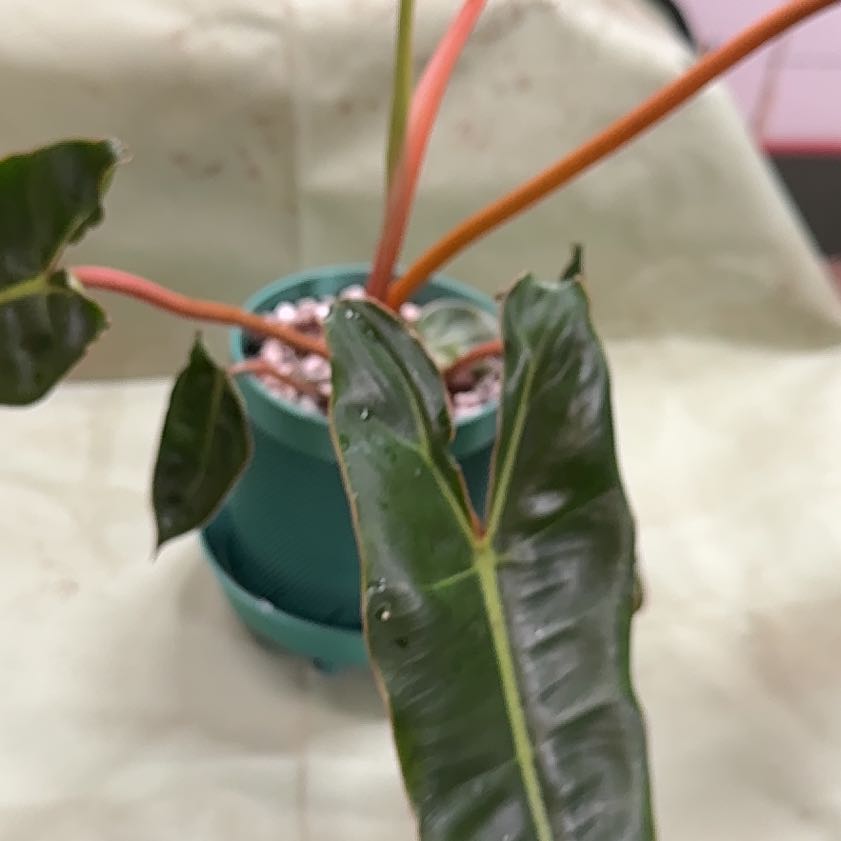 Photo of the plant species Philodendron billietiae by @Sarahsmile named Leonardo on Greg, the plant care app