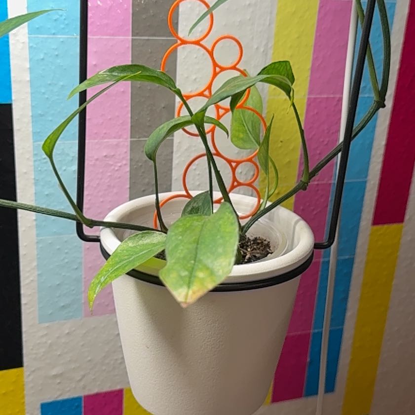 Photo of the plant species Skeleton Key Pothos by @Sarahsmile named Leaf Erickson on Greg, the plant care app