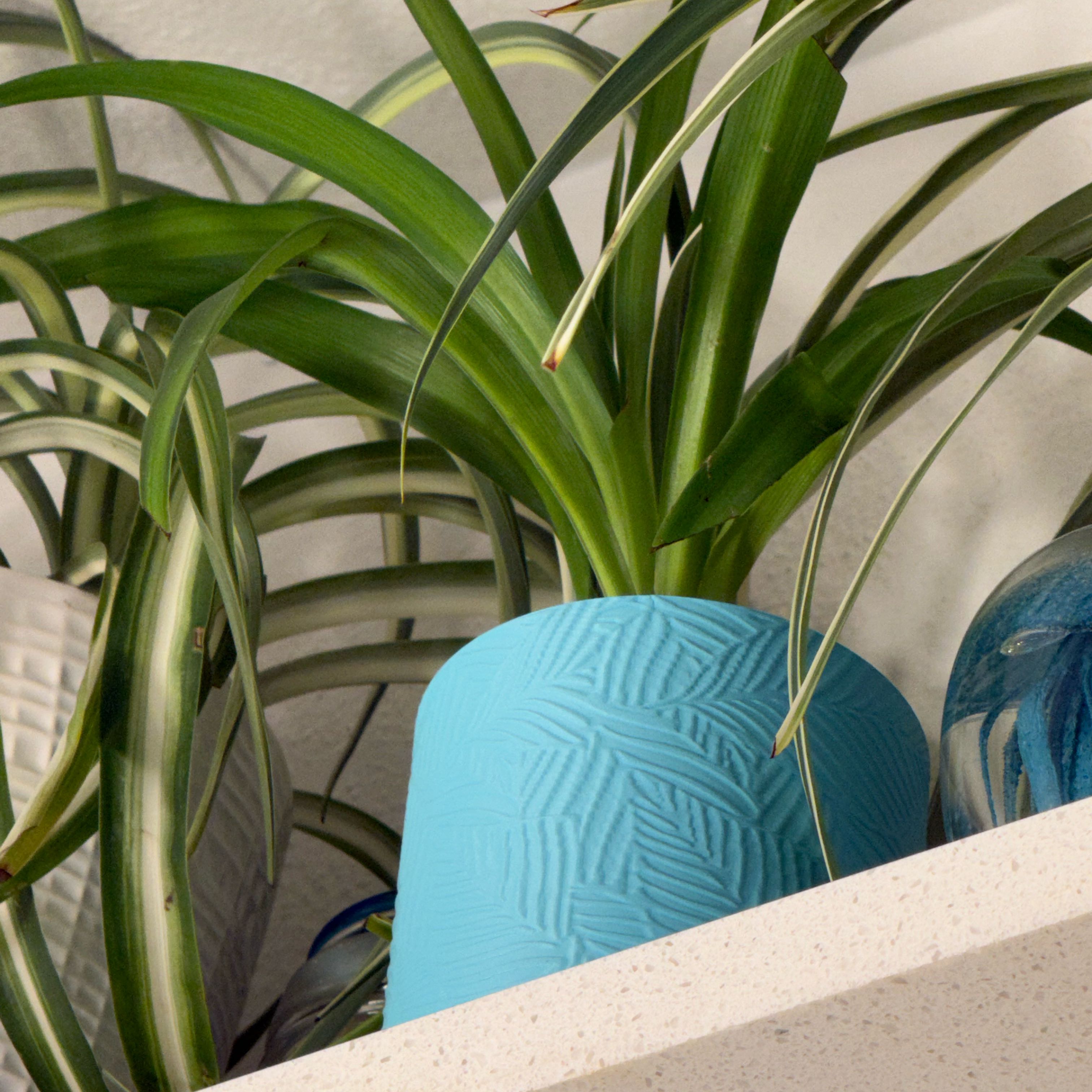 Photo of the plant species Hawaiian Spider Plant by @Sarahsmile named Peter Parker on Greg, the plant care app