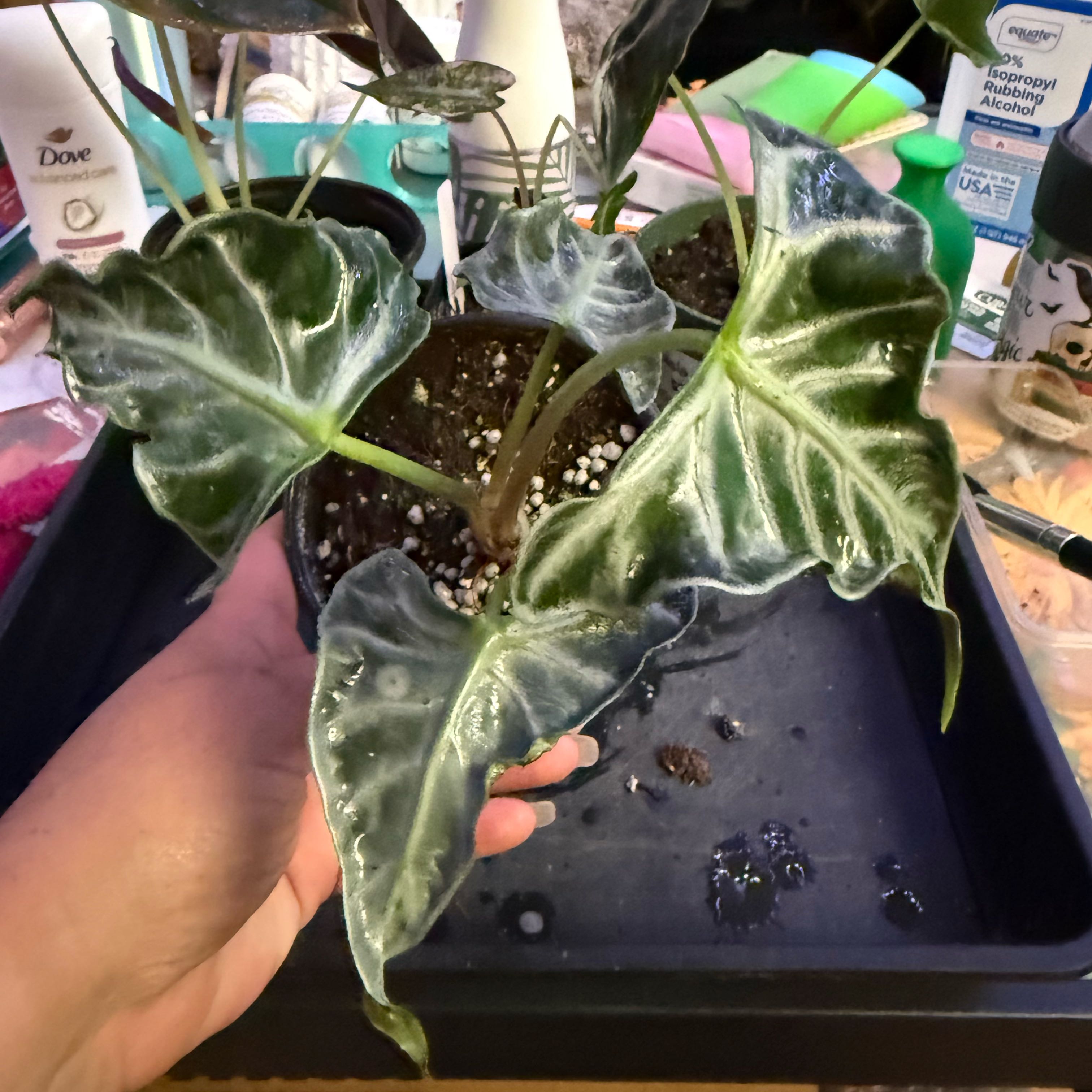 Photo of the plant species Alocasia Loco by @Sarahsmile named Alo Loco on Greg, the plant care app