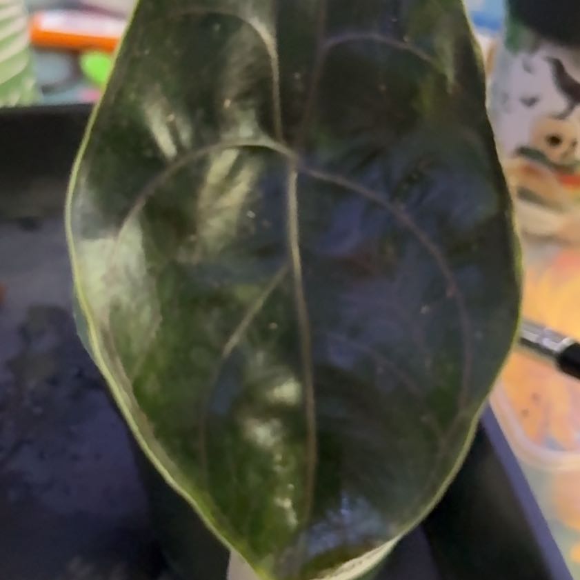 Photo of the plant species Alocasia Azlanii by @Sarahsmile named Muhammad Ali on Greg, the plant care app