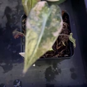 Photo of the plant species Alocasia Pink Bambino by @Sarahsmile named Harper on Greg, the plant care app