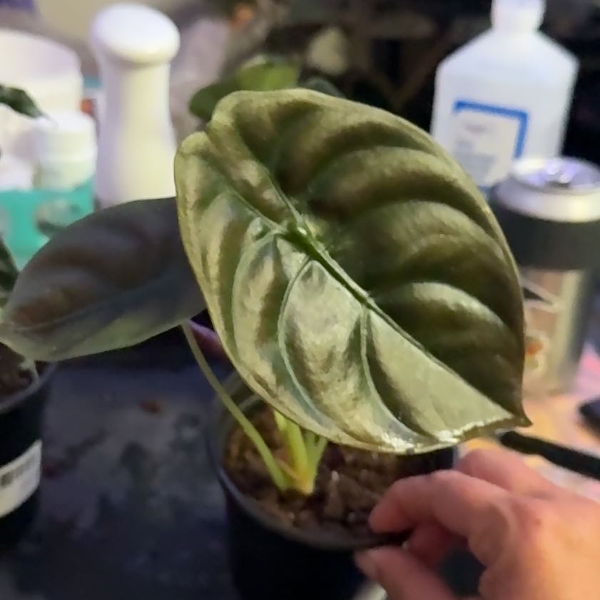 Photo of the plant species Alocasia Cuprea by @Sarahsmile named Duke on Greg, the plant care app