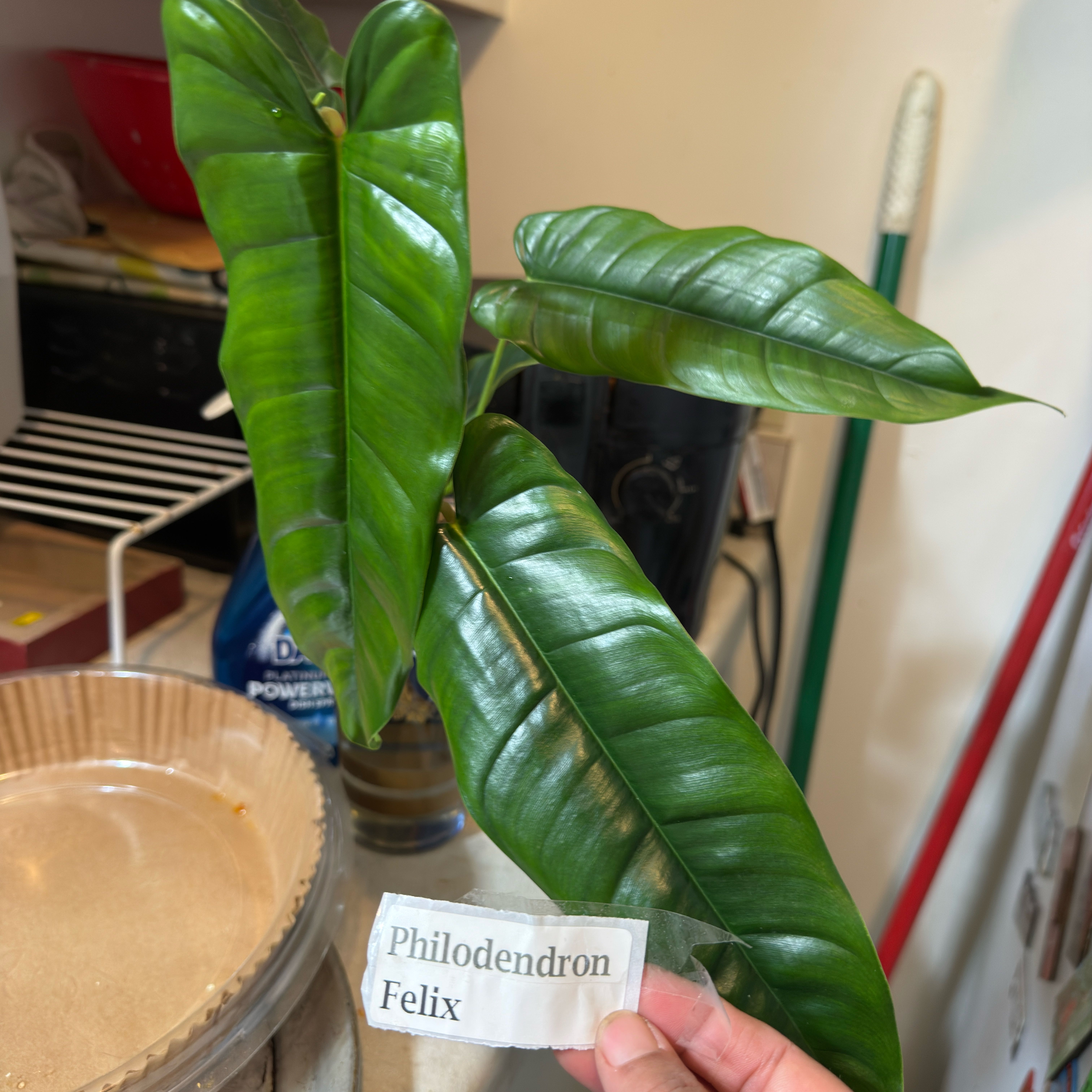 Photo of the plant species Philodendron 'Felix' by @Sarahsmile named Philo Felix on Greg, the plant care app