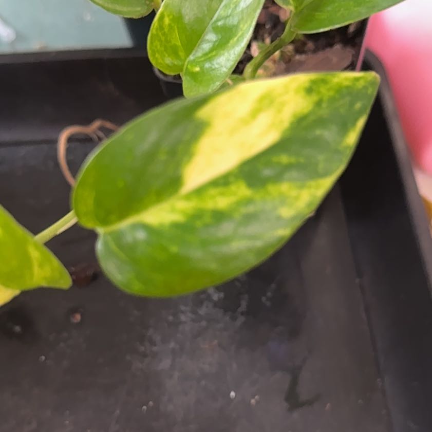 Photo of the plant species Yellow Flame by @Sarahsmile named Epi yellow flame on Greg, the plant care app
