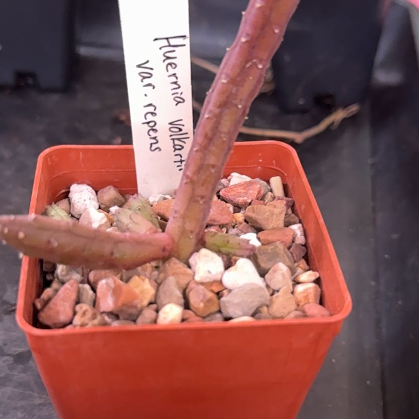 Photo of the plant species Volkart's Huernia by @Sarahsmile named Dax on Greg, the plant care app