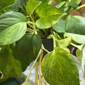 Photo of the plant species Yellow Sunrise Pothos by @Sarahsmile named Sun Queen on Greg, the plant care app