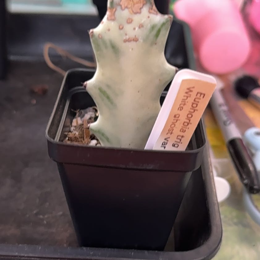 Photo of the plant species White Ghost Euphorbia by @Sarahsmile named Kardashian on Greg, the plant care app