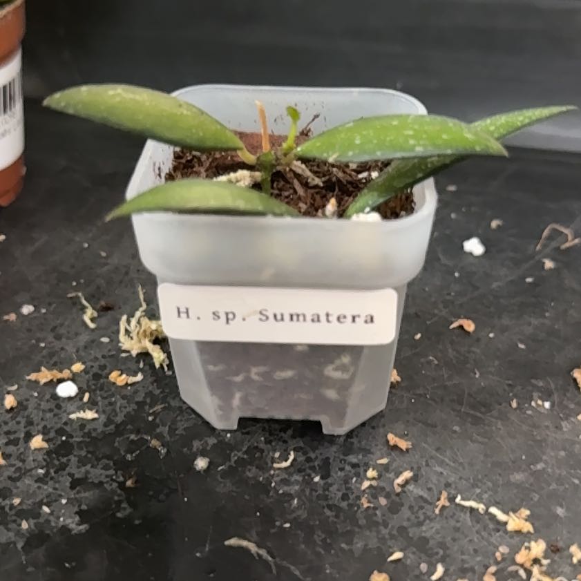 Photo of the plant species Hoya sp. Sumatera Island by @Sarahsmile named Hoya sp Sumatera on Greg, the plant care app