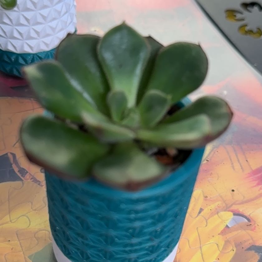 Photo of the plant species Echeveria 'Ana Lu' by @Sarahsmile named Naomi on Greg, the plant care app