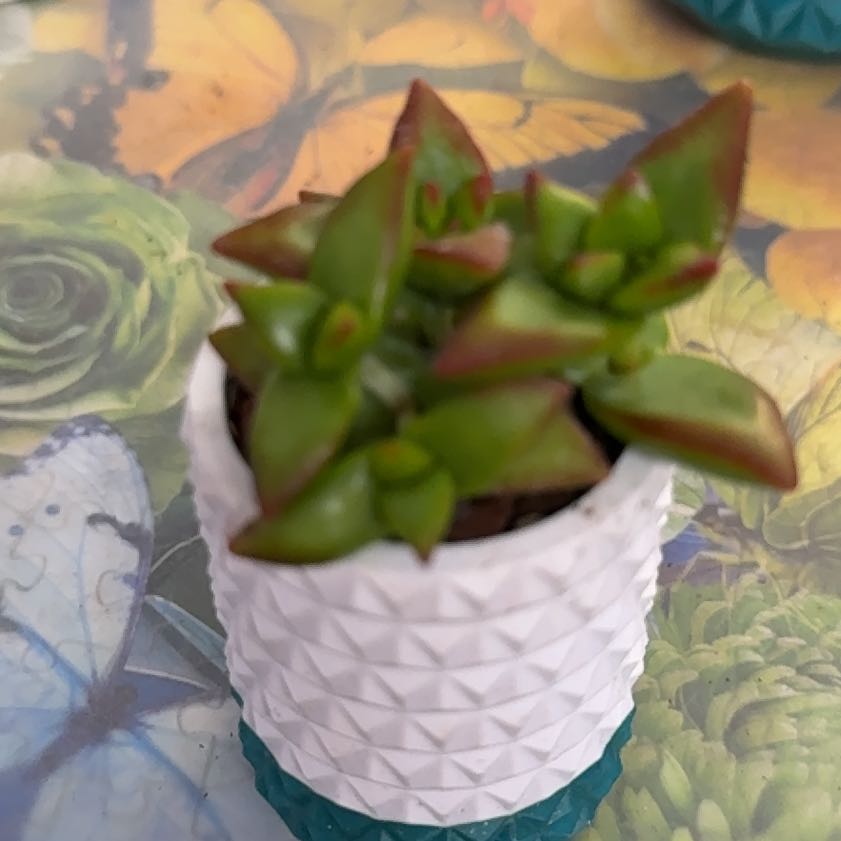 Photo of the plant species Crassula rupestris 'High Voltage' by @Sarahsmile named Leonardo on Greg, the plant care app