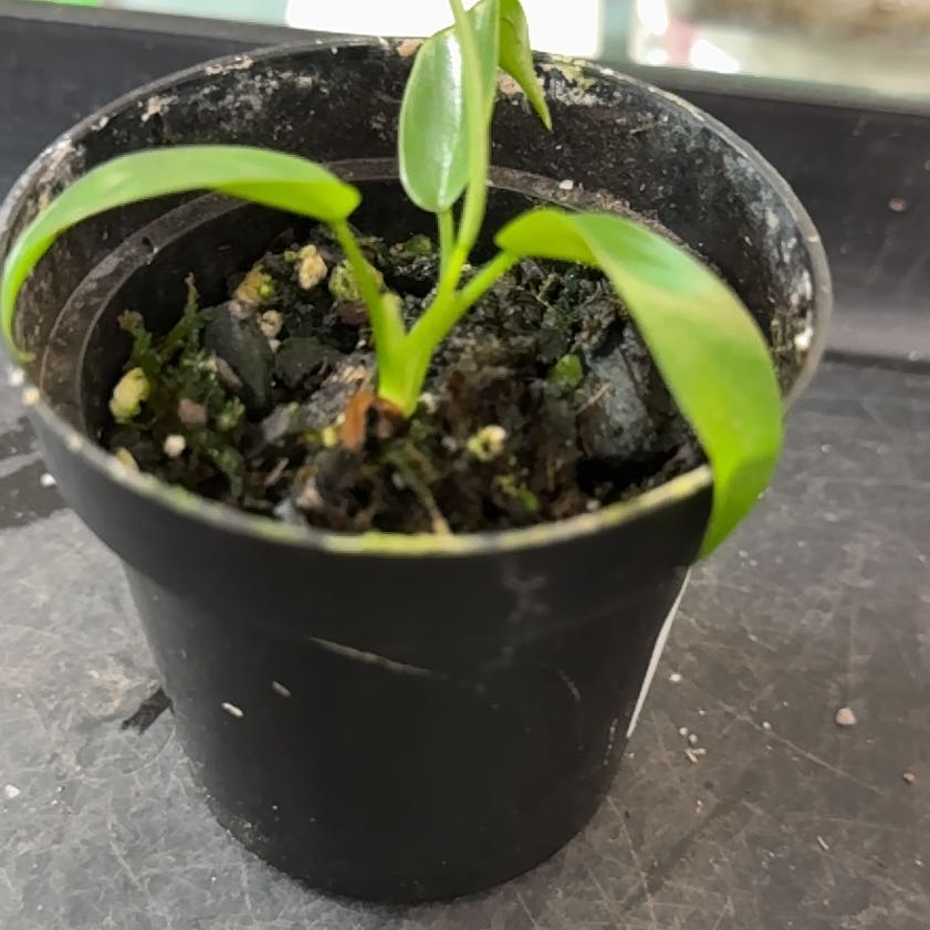 Photo of the plant species Philodendron 69686 by @Sarahsmile named Spike Leaves on Greg, the plant care app