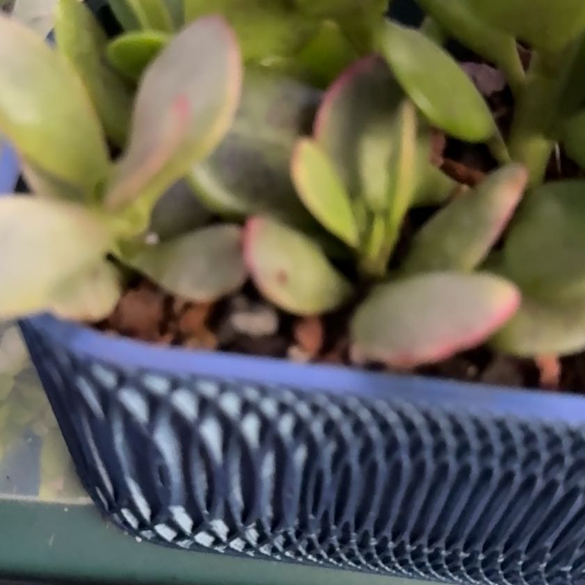 Photo of the plant species Pink Jade by @Sarahsmile named Crassula Platyphylla on Greg, the plant care app