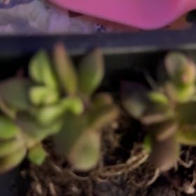 Photo of the plant species Hybrid Faumatium by @Sarahsmile named Faumatium Hybrid on Greg, the plant care app