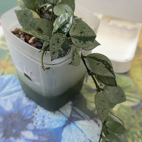 Photo of the plant species Hoya 'Eskimo' by @Sarahsmile named Hoya Krohniana ‘Artic’ on Greg, the plant care app