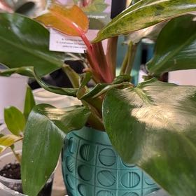 Photo of the plant species Orange Marmalade Philodendron by @Sarahsmile named Phi Hybrid- prince of Orange x painted lady on Greg, the plant care app