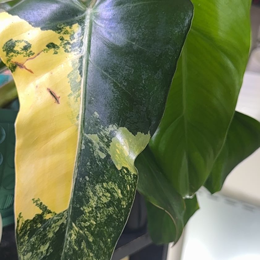 Photo of the plant species Philodendron Verigated Domesticum by @Sarahsmile named Phi domesticum variegated (reverted) on Greg, the plant care app