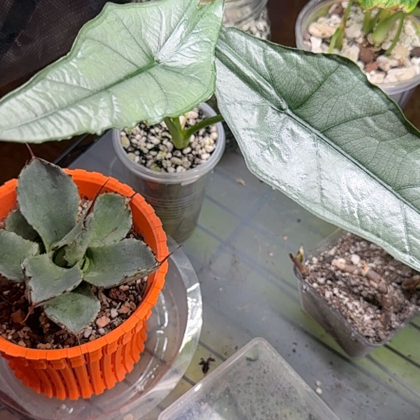 Photo of the plant species Dragon's Breath by @Sarahsmile named Alo Heterophylla on Greg, the plant care app