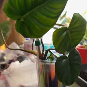 Photo of the plant species Billienum by @Sarahsmile named Phi Billienum (billietiae x pastazanum) on Greg, the plant care app