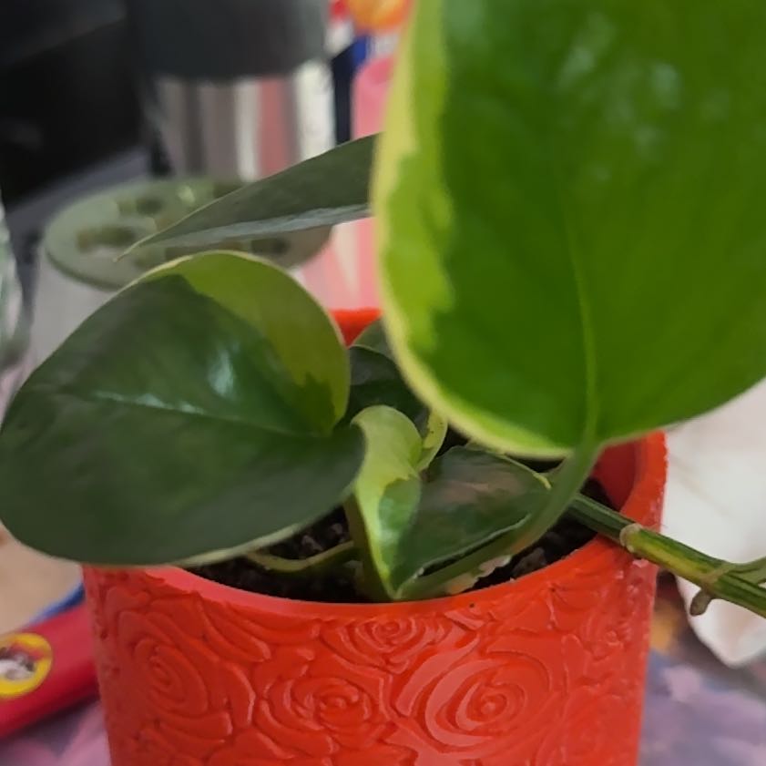 Photo of the plant species Manjula Poonsin Pothos by @Sarahsmile named Epi poonsin on Greg, the plant care app
