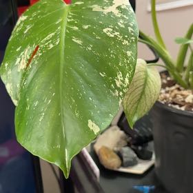 Photo of the plant species Monstera 'White Monster' by @Sarahsmile named Oscar on Greg, the plant care app