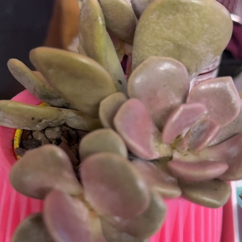 Photo of the plant species Graptoveria by @Sarahsmile named Graptoveria ‘Margaret rose’ on Greg, the plant care app