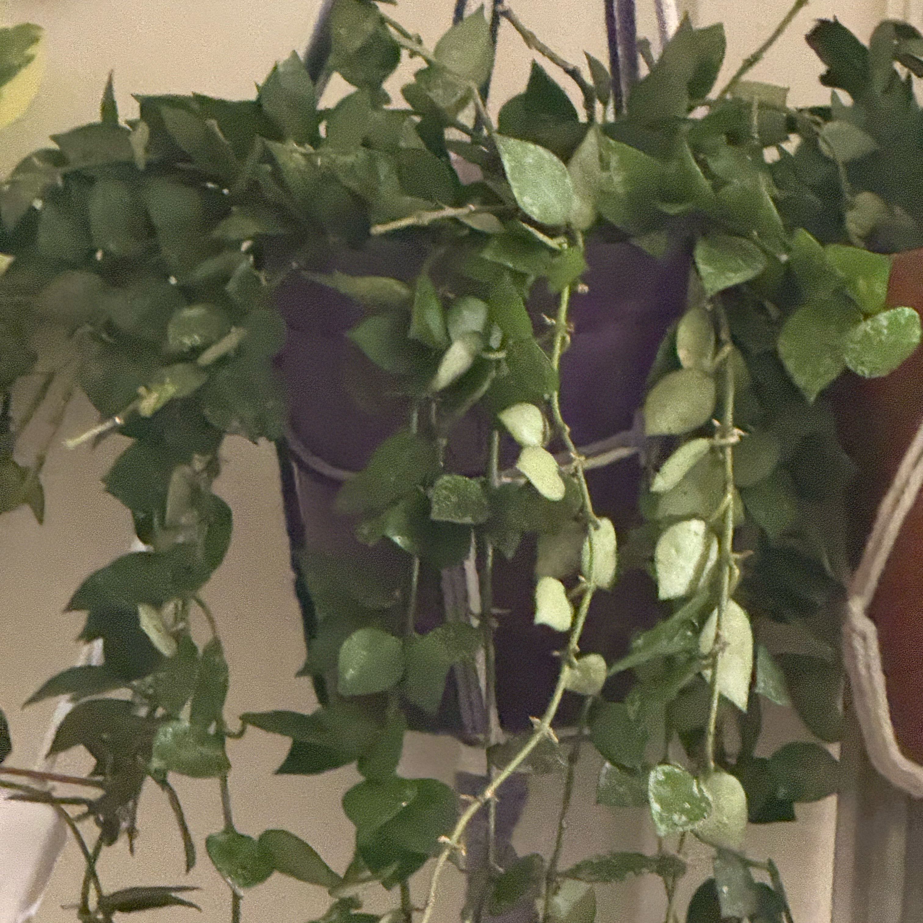 Photo of the plant species Hoya 'Eskimo' by @Sarahsmile named Hoya Krohniana Eskimo on Greg, the plant care app