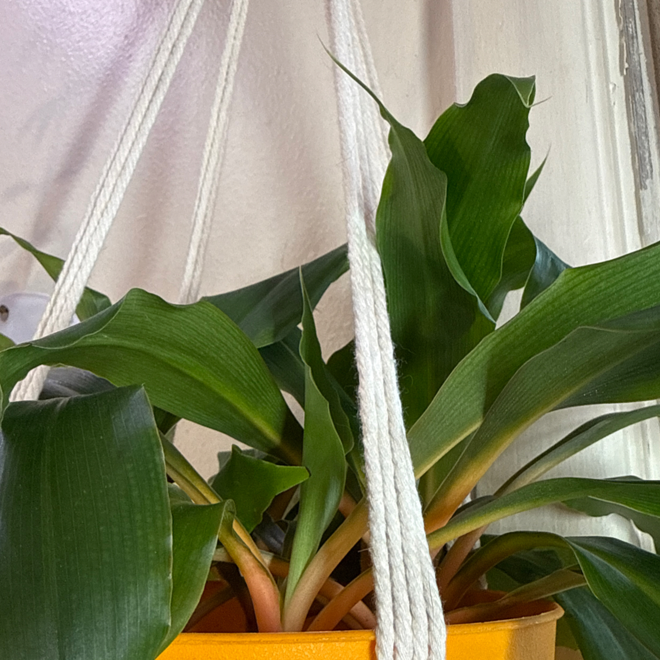 Photo of the plant species Mandarin Plant by @Sarahsmile named Captain Plant-it on Greg, the plant care app