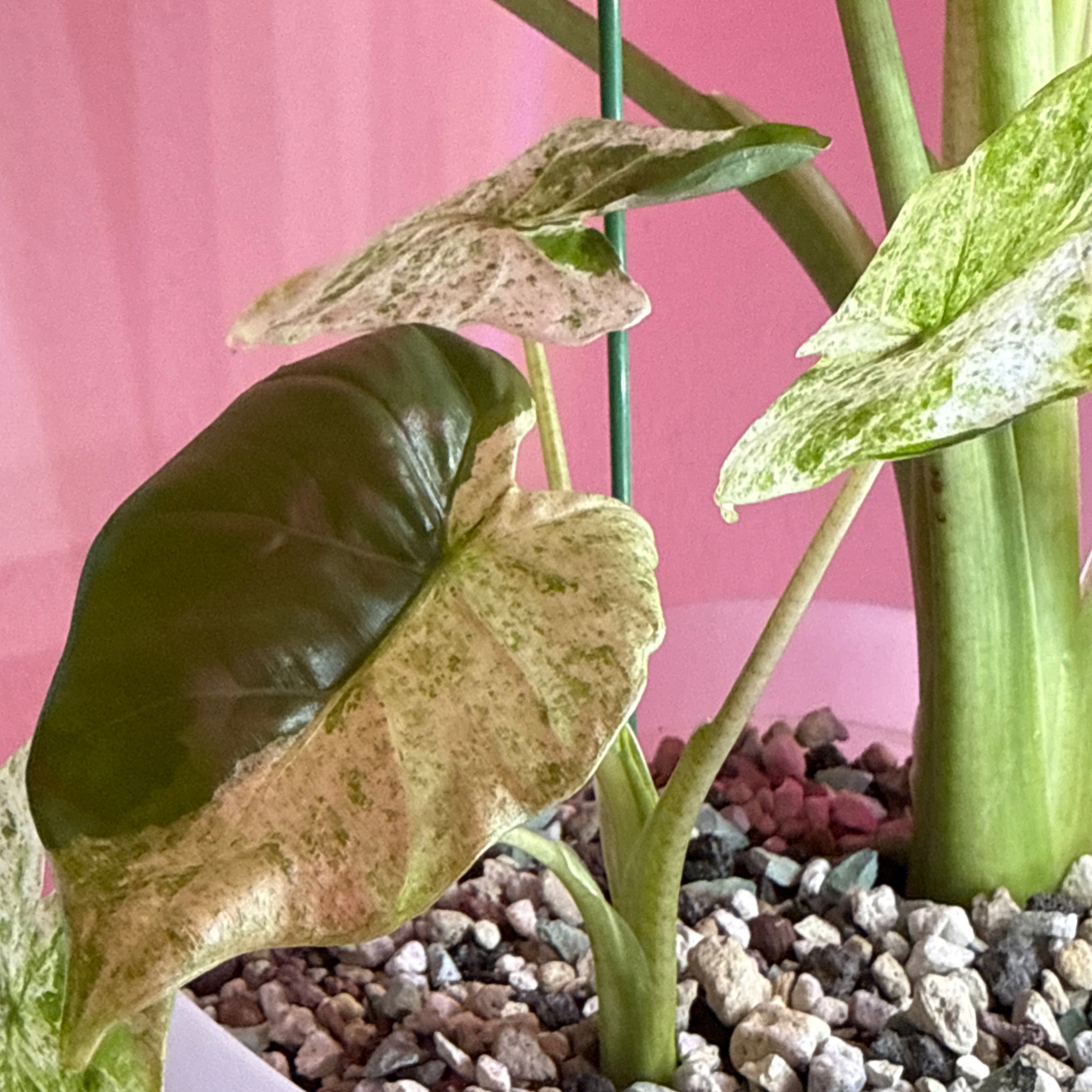 Photo of the plant species Alocasia macrorrhiza 'Camouflage' by @Sarahsmile named Darwin on Greg, the plant care app