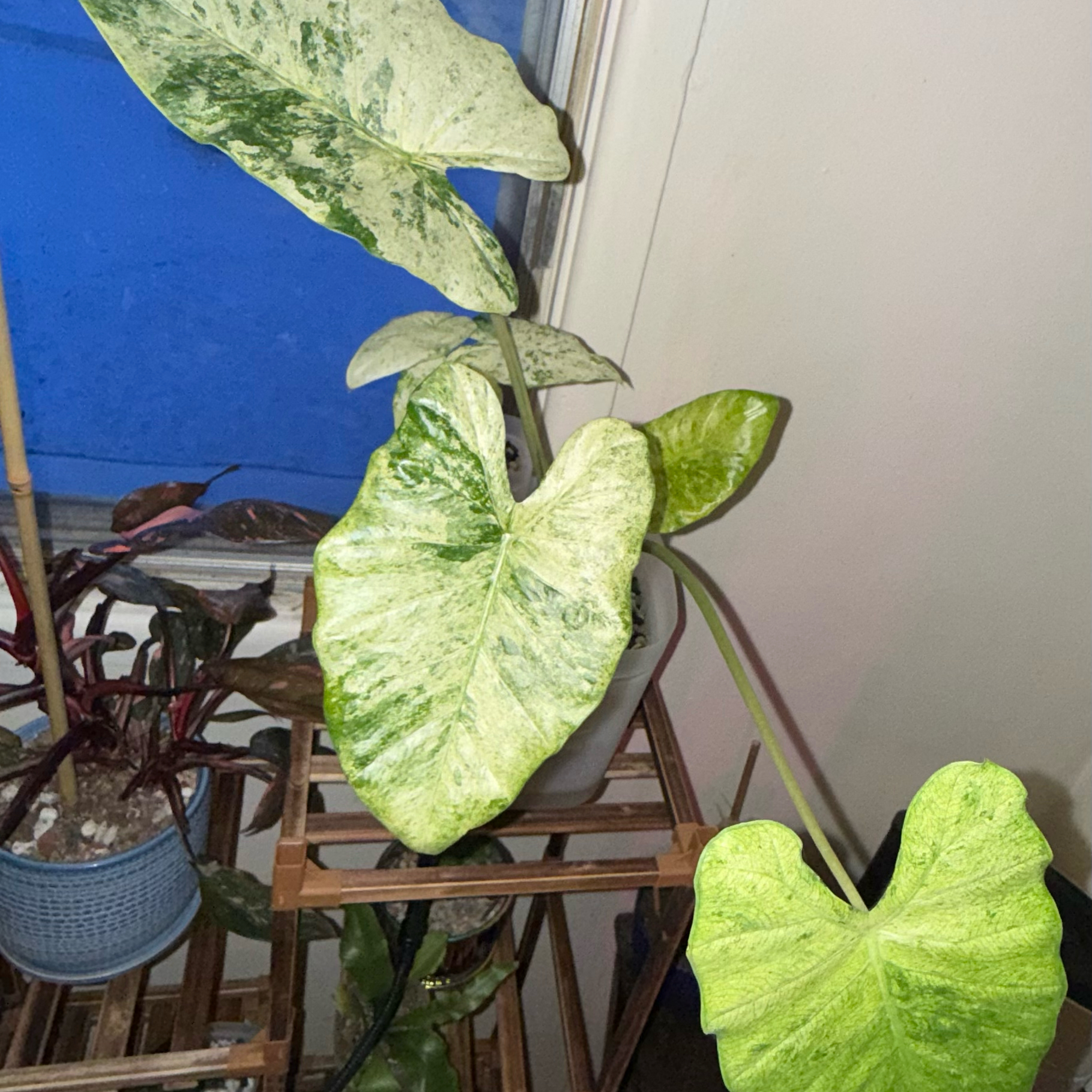 Photo of the plant species Alocasia macrorrhiza 'Camouflage' by @Sarahsmile named Diana on Greg, the plant care app