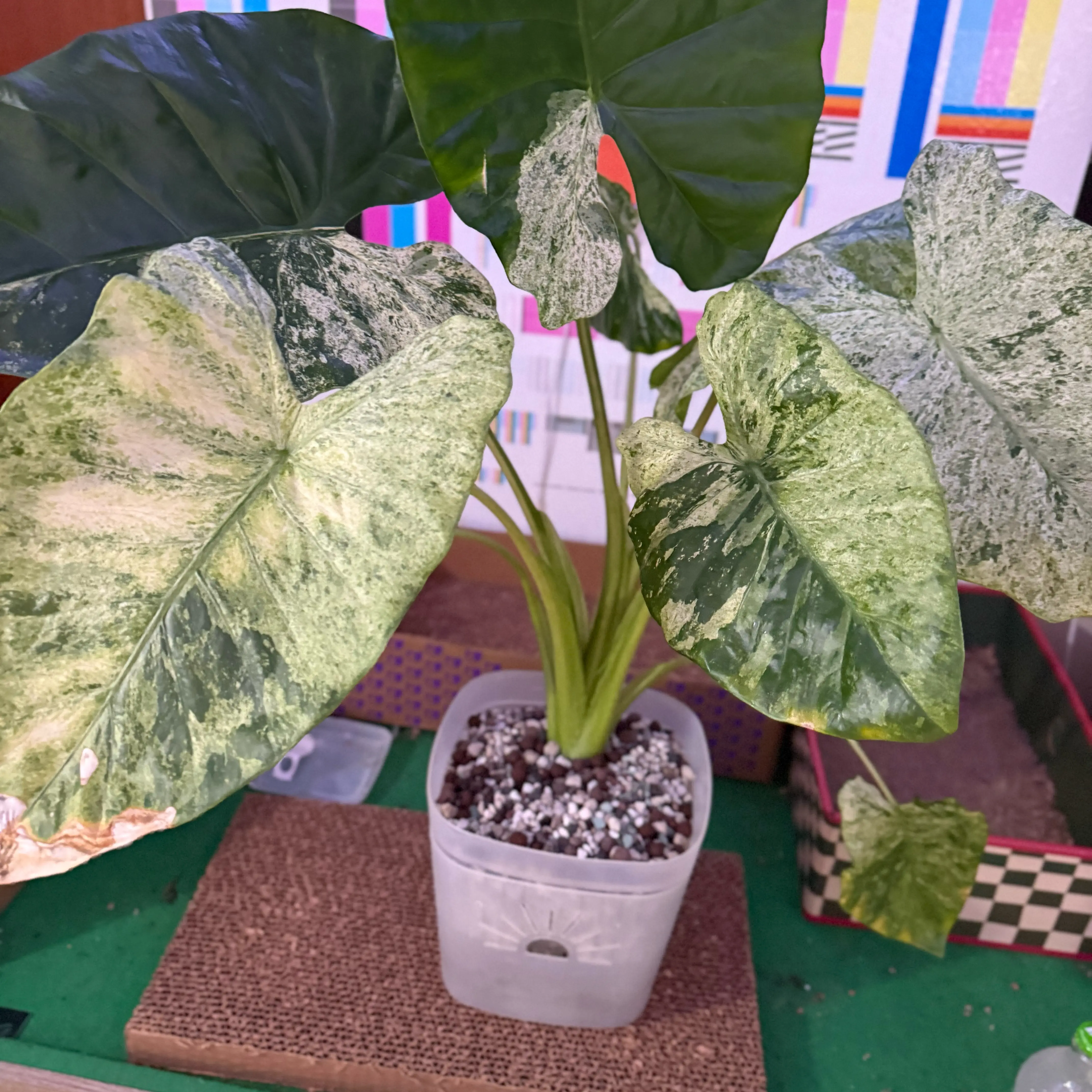 Photo of the plant species Alocasia macrorrhiza 'Camouflage' by @Sarahsmile named Diana on Greg, the plant care app