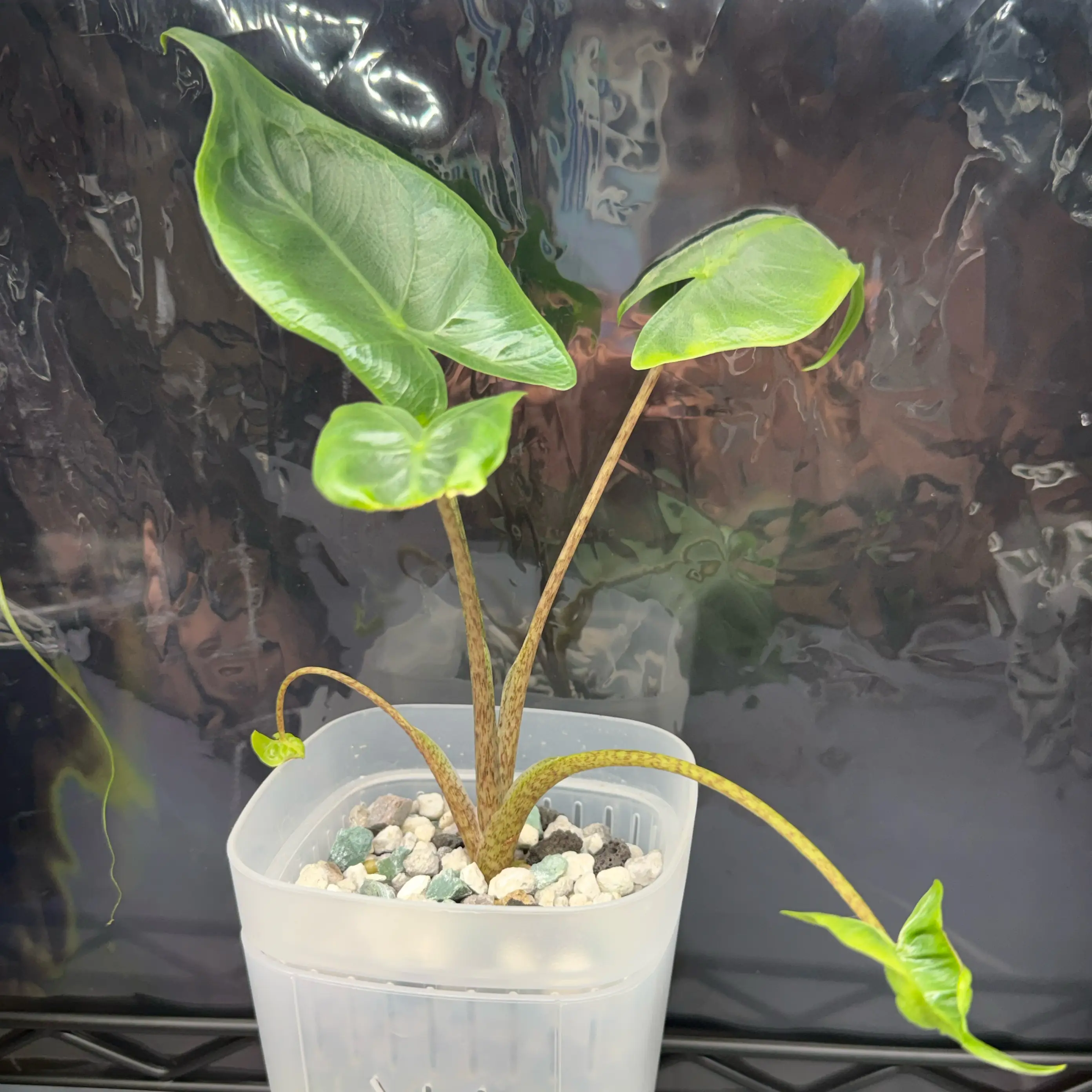 Photo of the plant species Sting Ray by @Sarahsmile named Dax on Greg, the plant care app