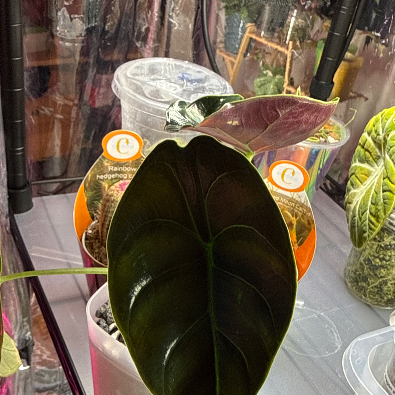 Photo of the plant species Green Unicorn by @Sarahsmile named Emerson on Greg, the plant care app