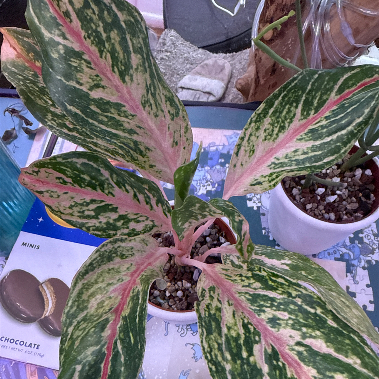 Photo of the plant species Pink Chinese Evergreen by @Sarahsmile named Sparkling Sarah on Greg, the plant care app