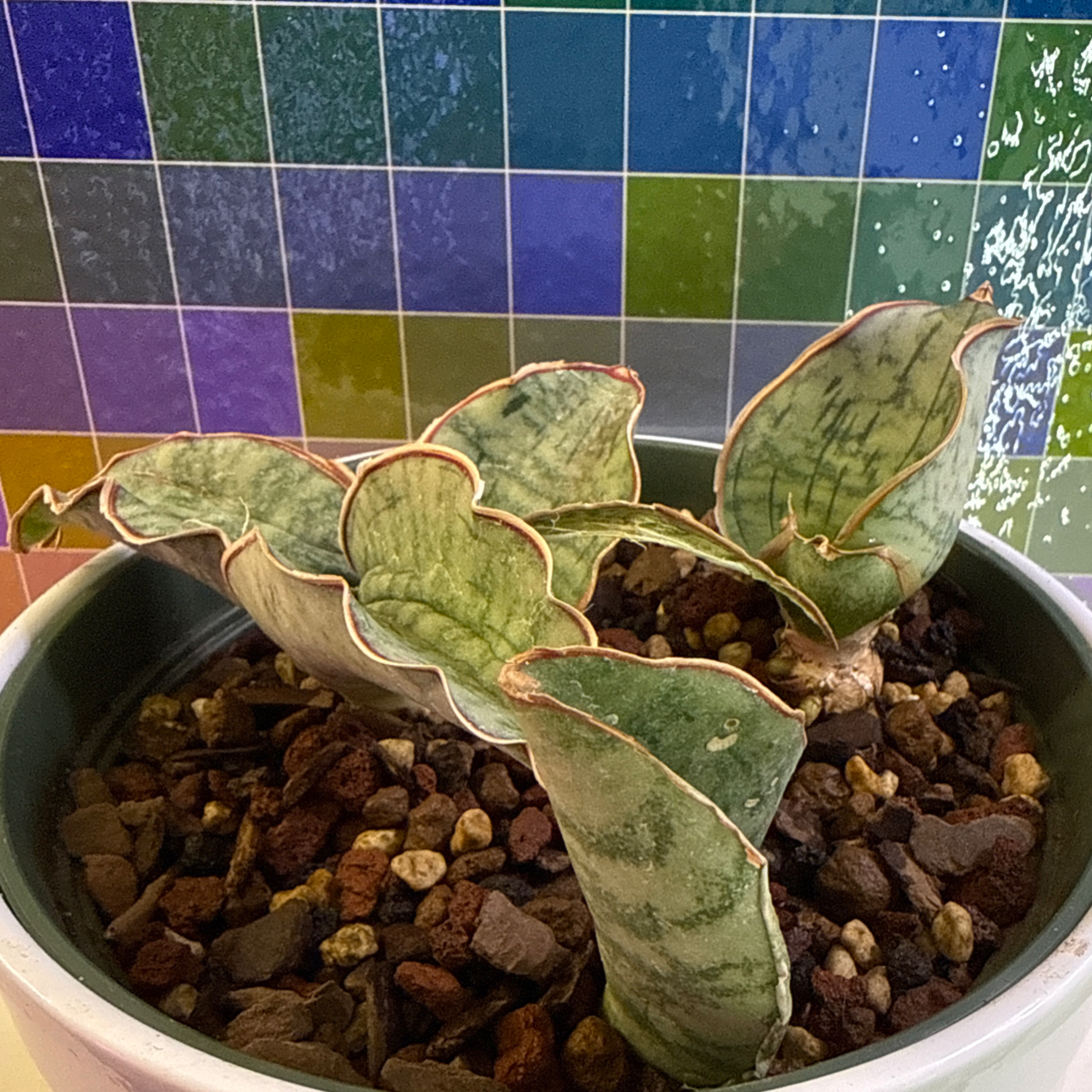 Photo of the plant species Snake Plant Kirkii Pulchra by @Sarahsmile named Fernie Saunders on Greg, the plant care app