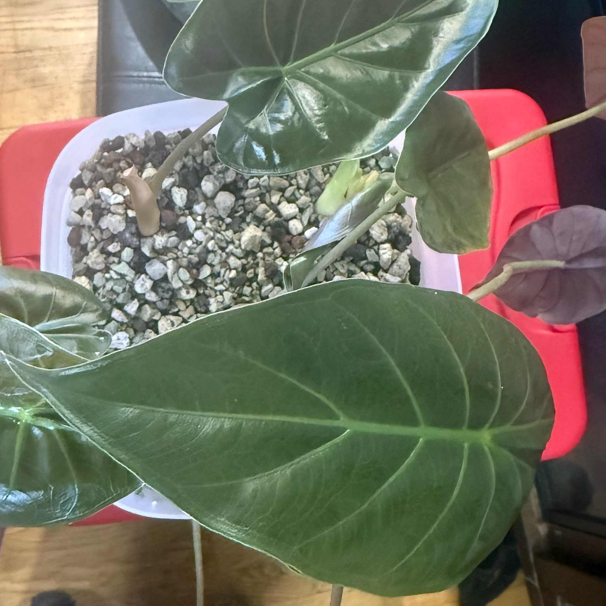 Photo of the plant species Alocasia by @Sarahsmile named Achilles on Greg, the plant care app