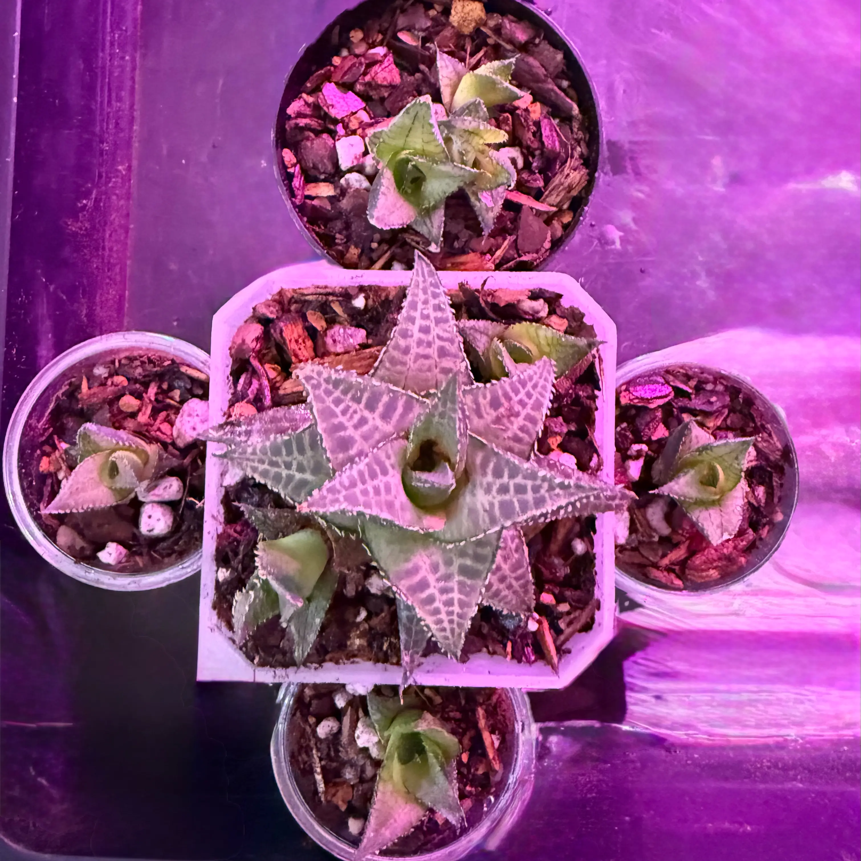 Photo of the plant species Haworthia venosa by @Sarahsmile named McKinley on Greg, the plant care app
