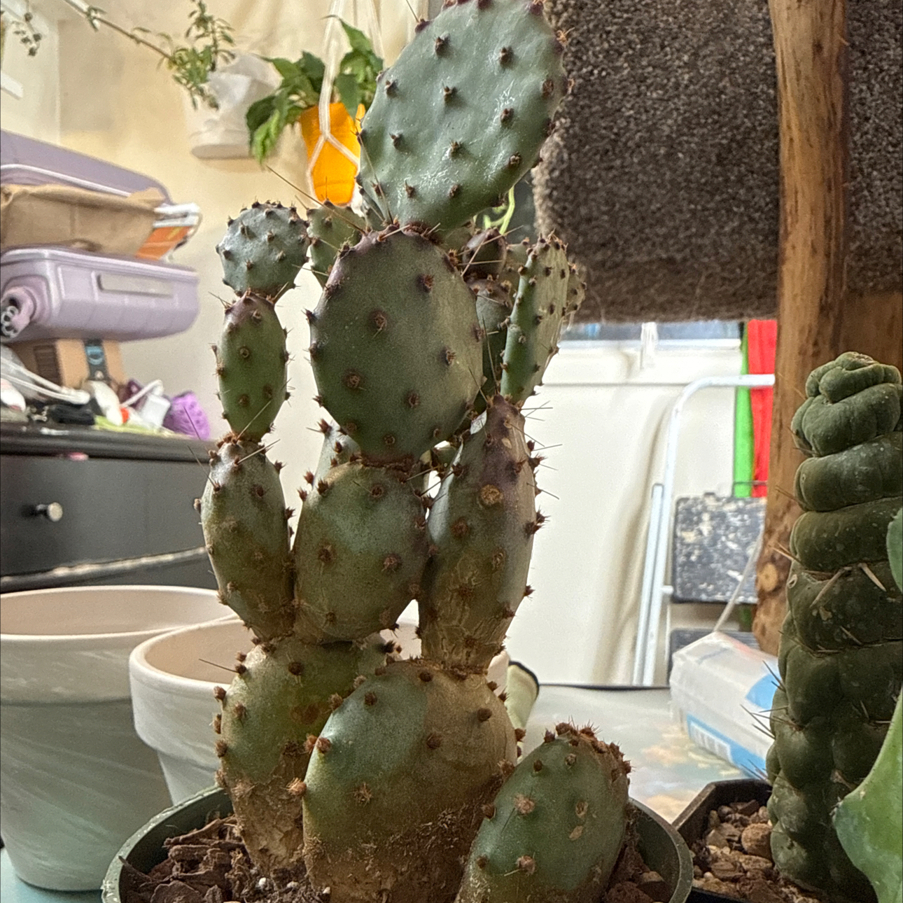 Photo of the plant species Violet Prickly Pear by @Sarahsmile named LiloStitch on Greg, the plant care app
