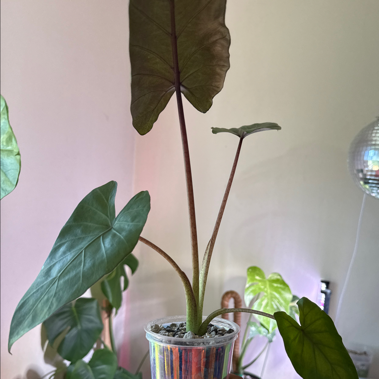 Photo of the plant species Metalhead by @Sarahsmile named Maya on Greg, the plant care app