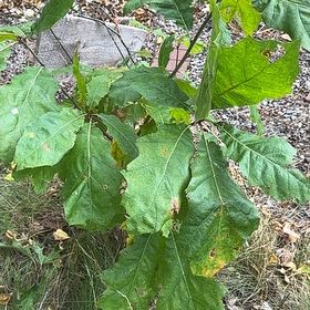 Photo of the plant species Black Oak by @ForeverLovage15 named Taylor Swift on Greg, the plant care app