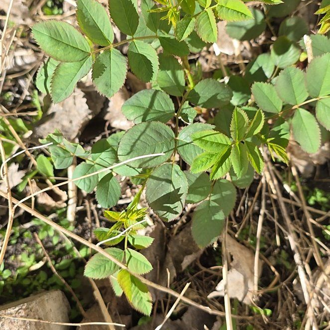 Photo of the plant species Nootka Rose by @PoisedZulugiant named Rihanna on Greg, the plant care app