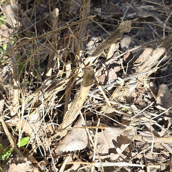 Photo of the plant species Field Horsetail by @PoisedZulugiant named Gates on Greg, the plant care app