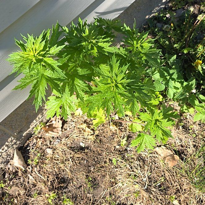 Photo of the plant species Mugwort by @PoisedZulugiant named Lola on Greg, the plant care app
