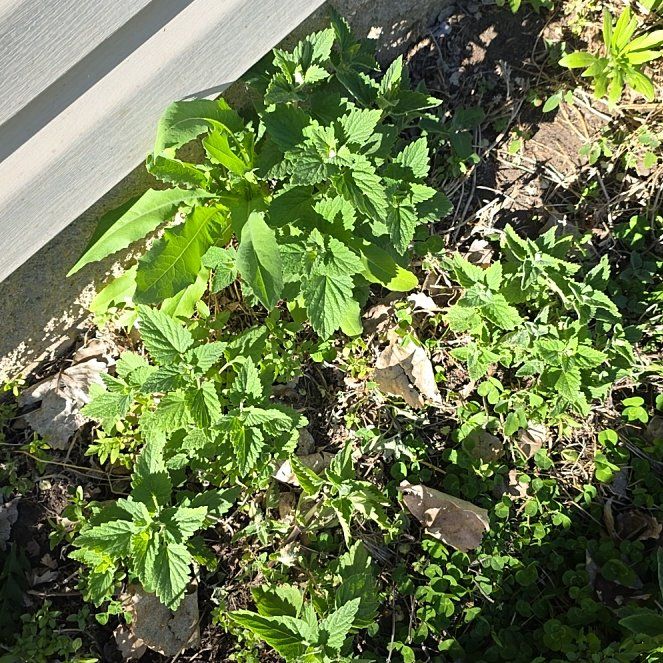 Photo of the plant species Careless Weed by @PoisedZulugiant named Sonora on Greg, the plant care app
