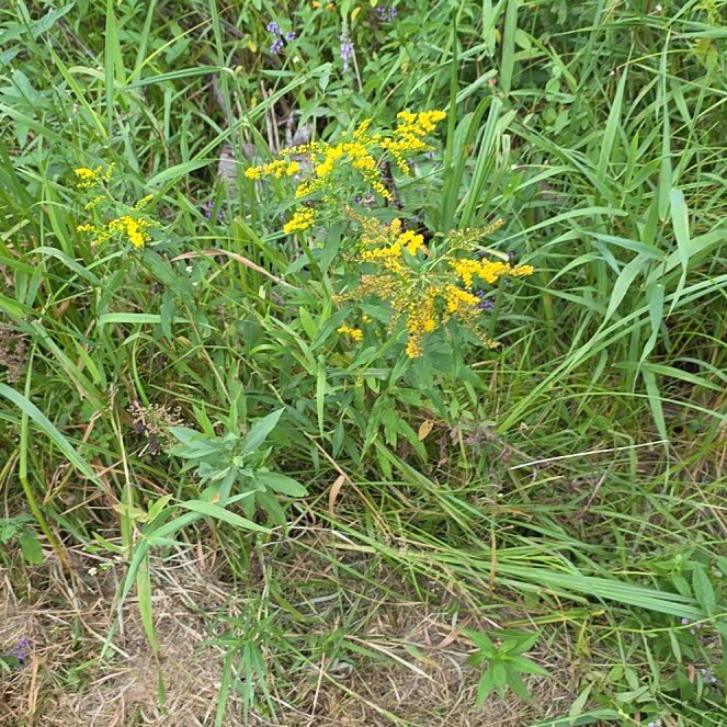 Photo of the plant species Common St. John's Wort by @PoisedZulugiant named Madonna on Greg, the plant care app